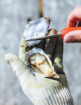 half-shell_01.jpg