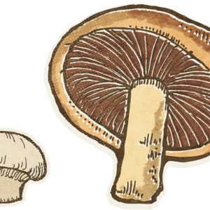 Two types of mushroom illustration