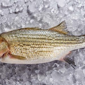 bay-area-fresh-catch